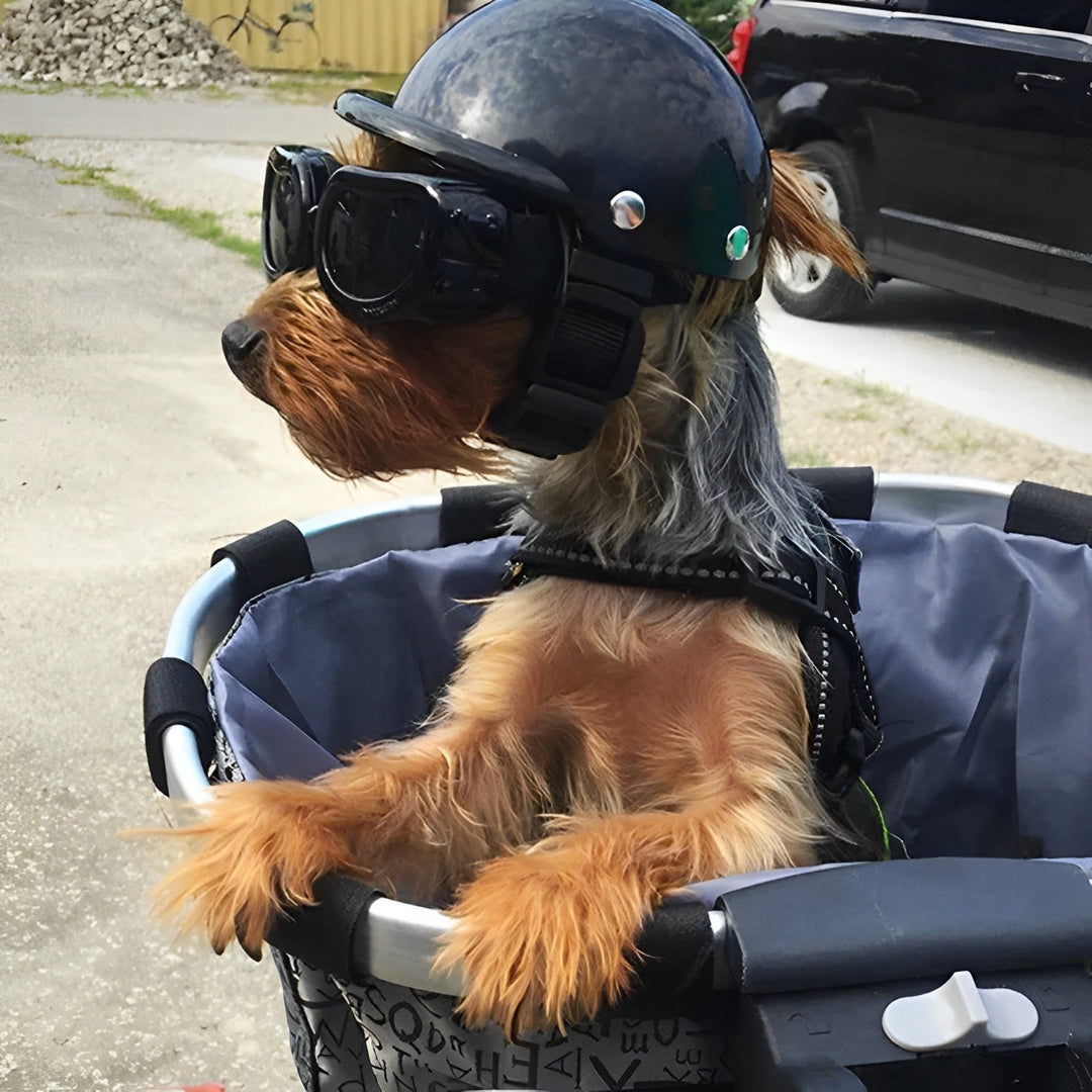 Pies w kasku i goglach motocyklowych siedzi w koszyku roweru