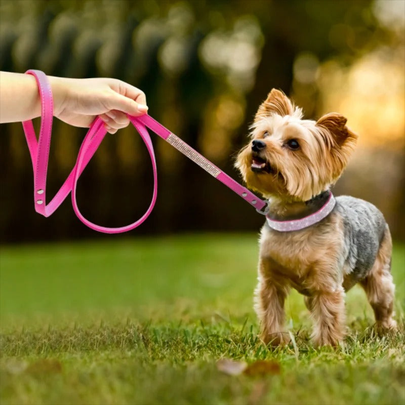 Mały pies rasy Yorkshire Terrier w różowej obroży z kryształkami