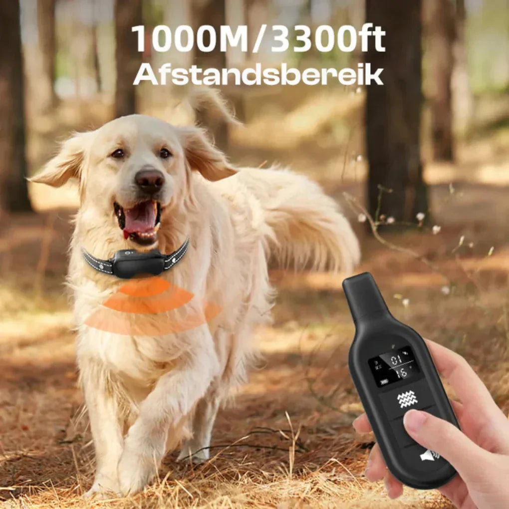 Pies rasy golden retriever biegający w lesie z założoną obrożą szkoleniową
