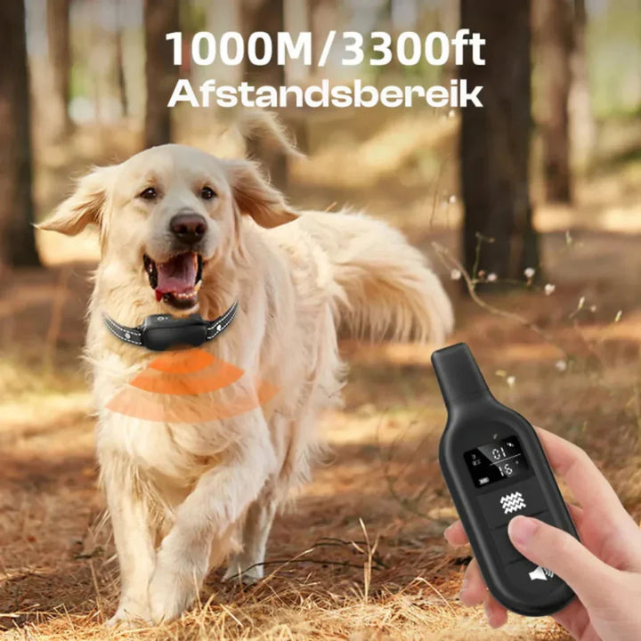 Pies rasy golden retriever biegający w lesie z założoną obrożą szkoleniową