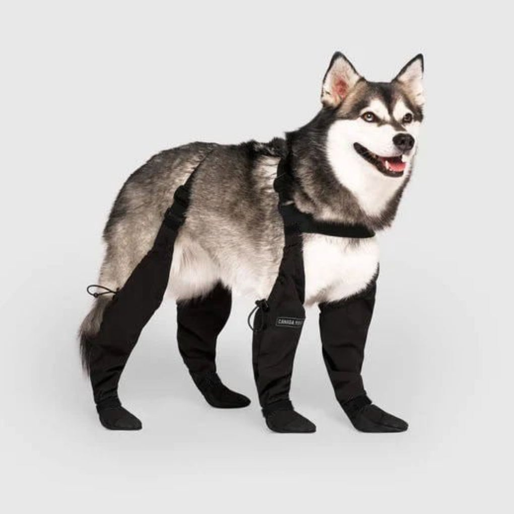 Pies rasy husky prezentuje czarne buty ochronne z szelkami