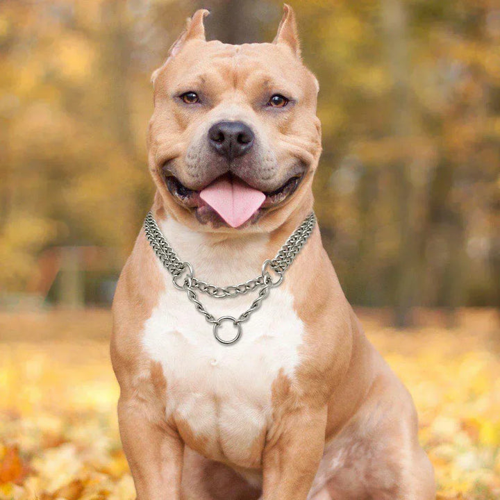 Pies rasy pitbull w obroży szkoleniowej na tle jesiennego park