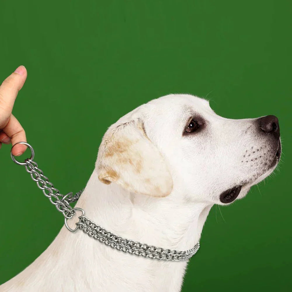Labrador w obroży szkoleniowej prowadzony na smyczy