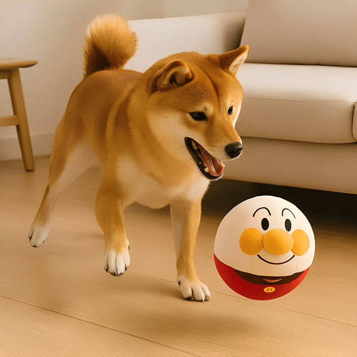 Pies rasy Shiba Inu bawiący się odbijaną piłką