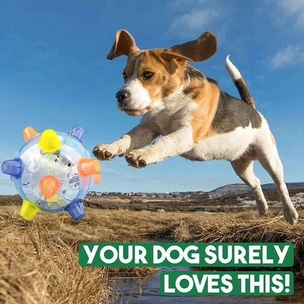 Beagle łapiący interaktywną piłkę LED na zewnątrz
