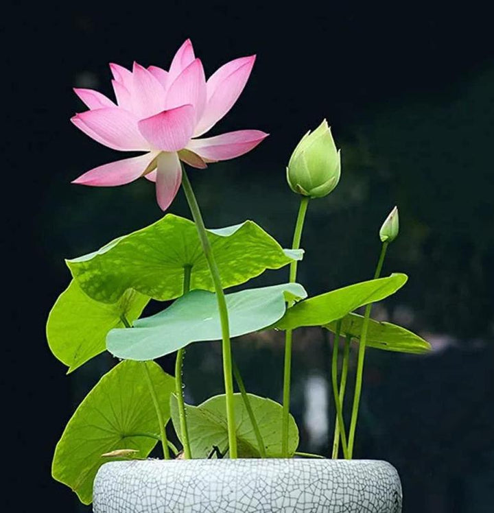 Nasiona lotosu bonsai, łatwe w uprawie rośliny wodnej do ogrodu. Egzotyczne kwiaty i piękna dekoracja.