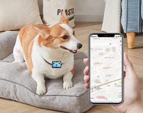 Pies noszący obrożę GPS. Nowoczesne akcesoria dla psów, lokalizator dla bezpieczeństwa i śledzenia.