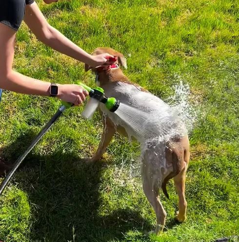 Szybkie i dokładne czyszczenie sierści psa. Spray do kąpieli psów, akcesorium do pielęgnacji i higieny zwierząt.