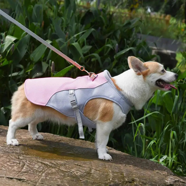 Pies beagle w kamizelce chłodzącej podczas letniej aktywności outdoor, chroniąca przed upałem.