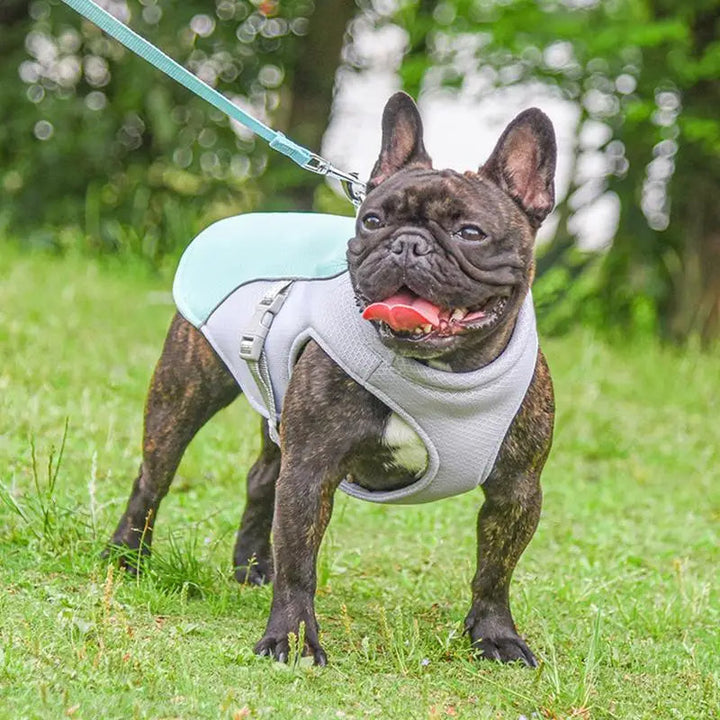 Labrador na spacerze w kamizelce chłodzącej, zapewniającej psu chłodzenie i ochronę przed słońcem.